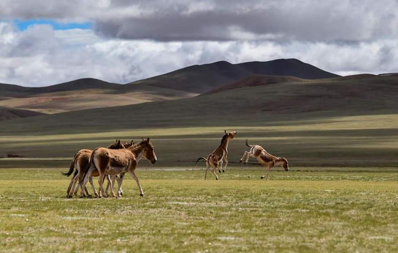Shuanghu, China (Tibet)