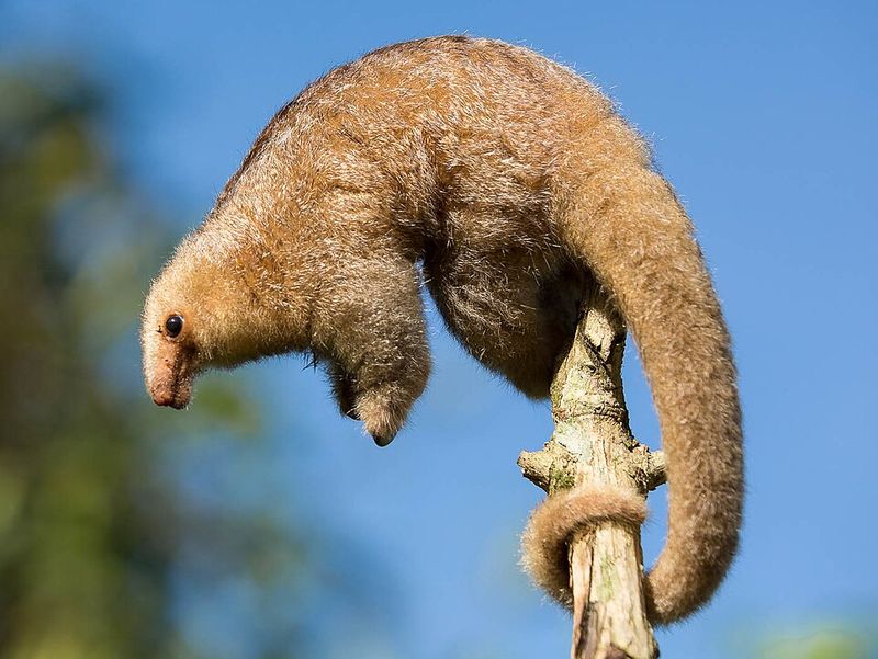 Silky Anteater Silky Anteater