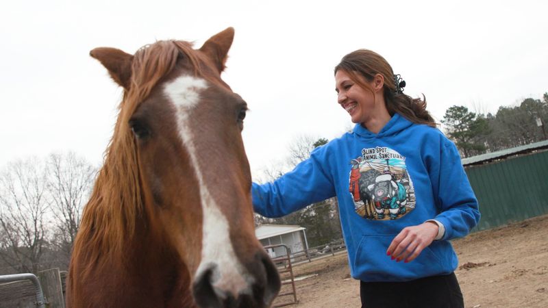Silly Horses and the Free-Roaming Crew