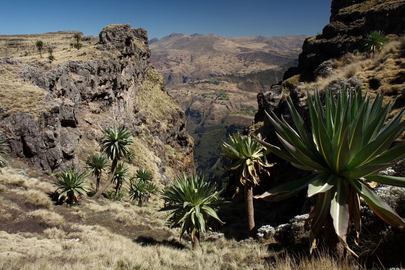 Simien Mountains National Park, Debark, Amhara Region, Ethiopia Simien Mountains National Park, Debark, Amhara Region, Ethiopia