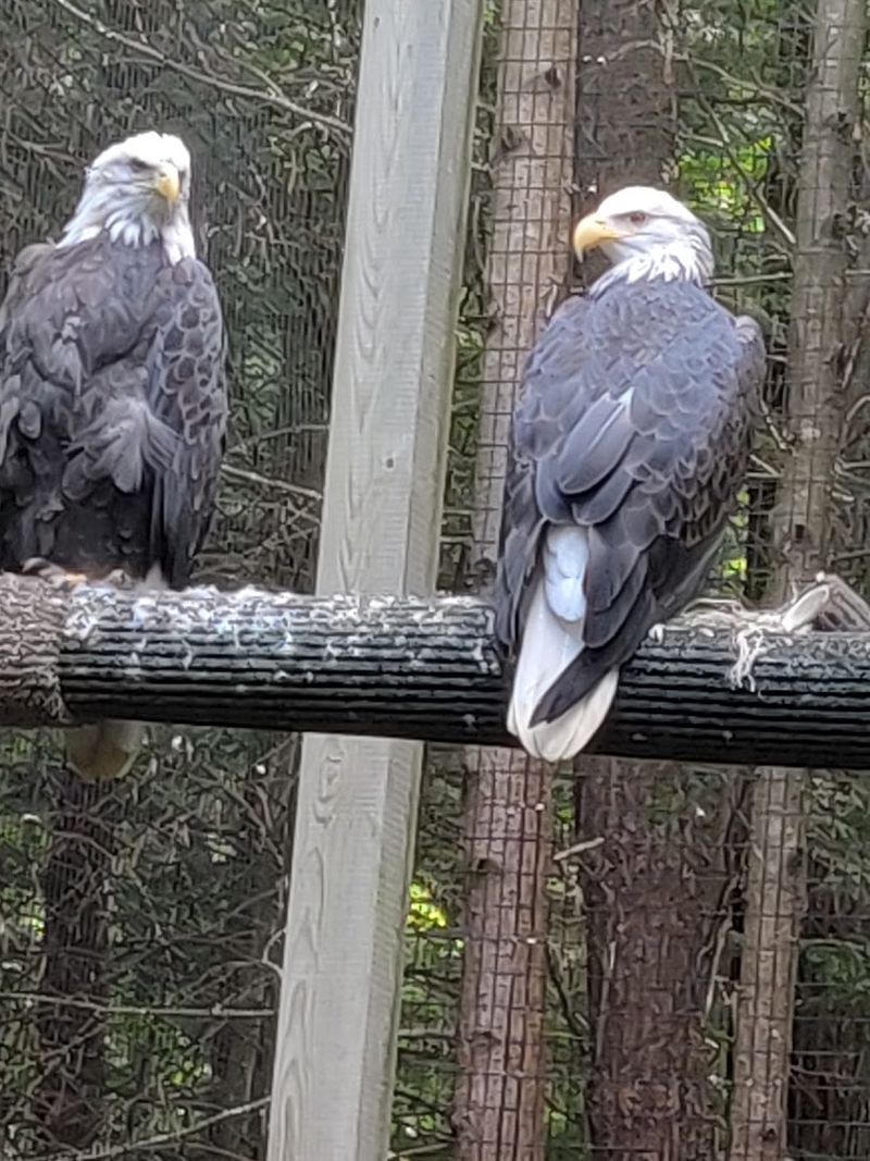 Six Decades of Protecting New Hampshire's Wild Side Six Decades of Protecting New Hampshire's Wild Side
