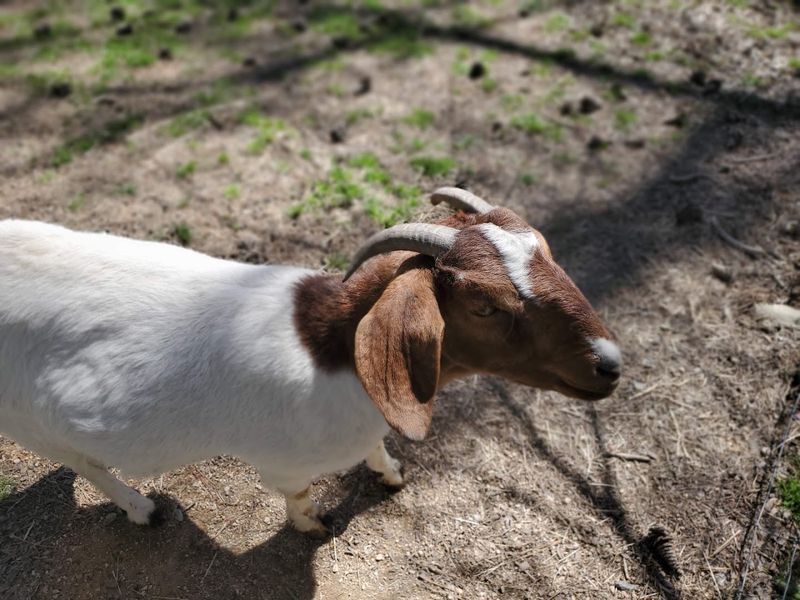 Sixteen Acres of Gardens, Goats, and Guinea Fowl Sixteen Acres of Gardens, Goats, and Guinea Fowl