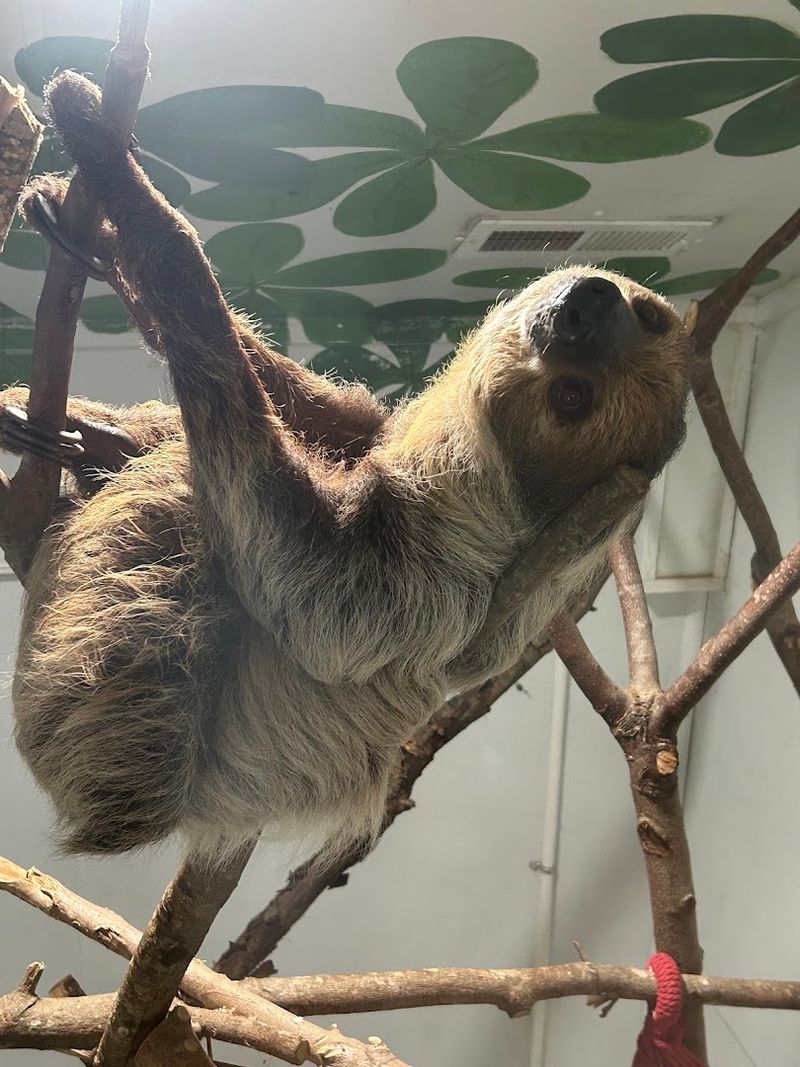 Sloth Encounters That Steal Hearts Sloth Encounters That Steal Hearts
