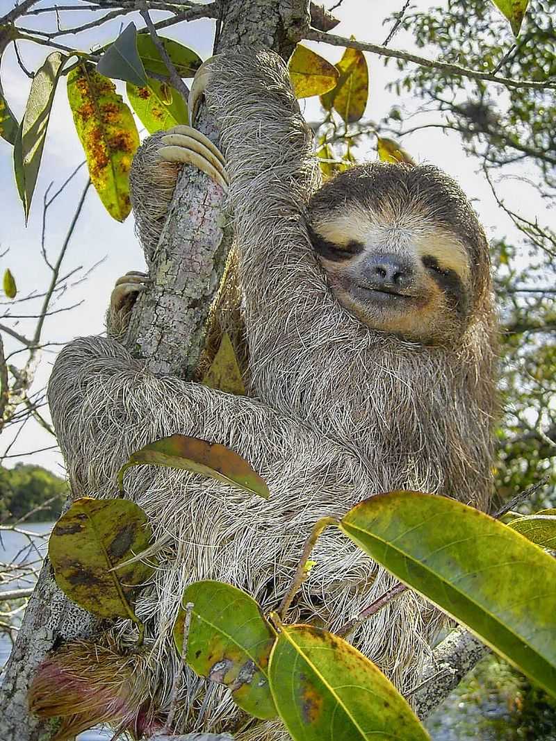 Sloth Sloth
