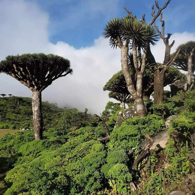 Socotra, Hadibu, Socotra Governorate, Yemen