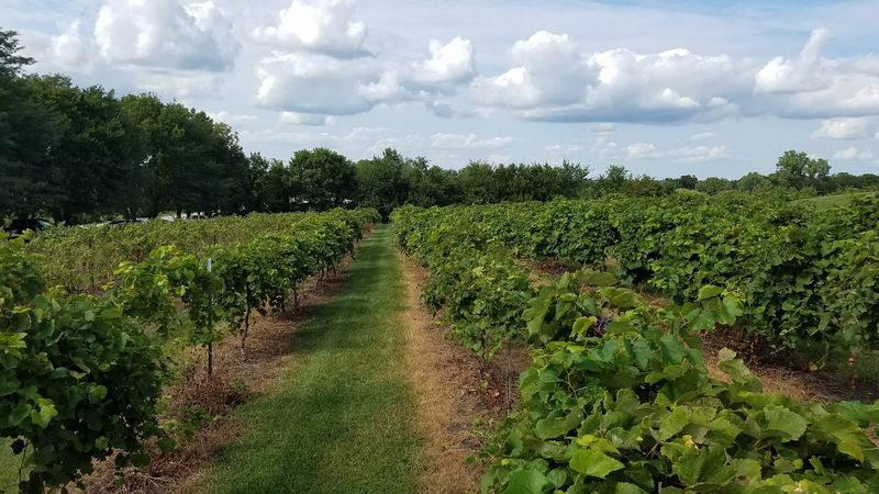 Somerset Ridge Vineyard & Winery, Paola, Kansas Somerset Ridge Vineyard & Winery, Paola, Kansas