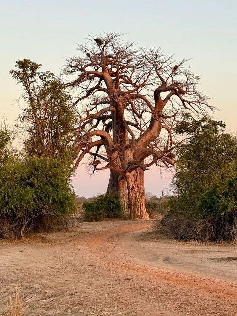 South Luangwa National Park, Eastern Province, Zambia