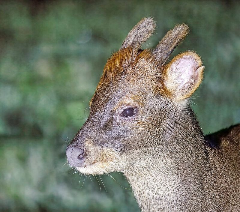 Southern Pudu Southern Pudu
