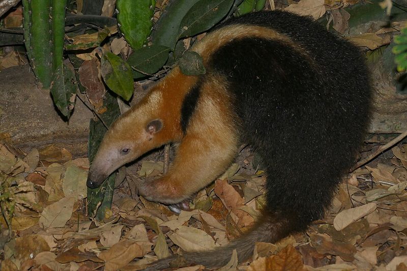 Southern Tamandua Southern Tamandua