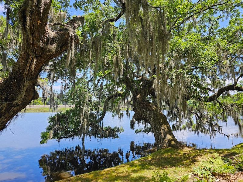 Spanish Moss and Live Oaks That Set the Scene Spanish Moss and Live Oaks That Set the Scene