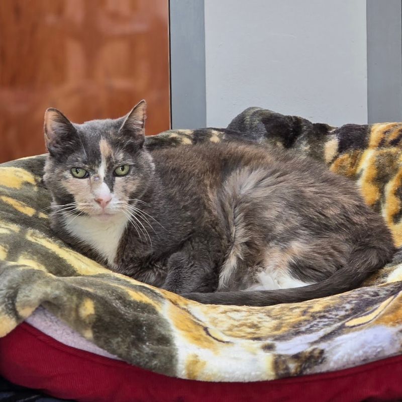 Special Needs Cats At The Center Of The Mission Special Needs Cats At The Center Of The Mission