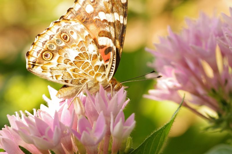 Specialty Gardens That Feel Like Hidden Worlds Specialty Gardens That Feel Like Hidden Worlds