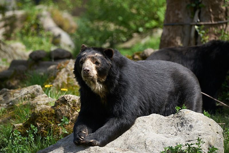 Spectacled Bear Spectacled Bear