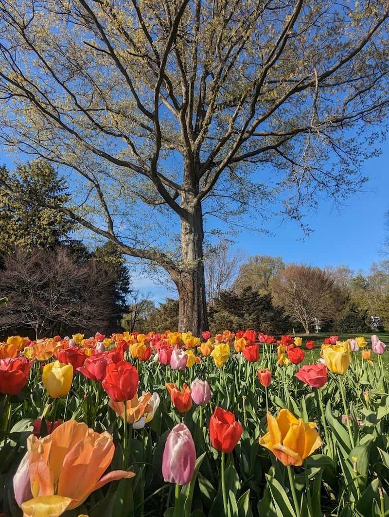 Spring Blooms That Stop You in Your Tracks Spring Blooms That Stop You in Your Tracks