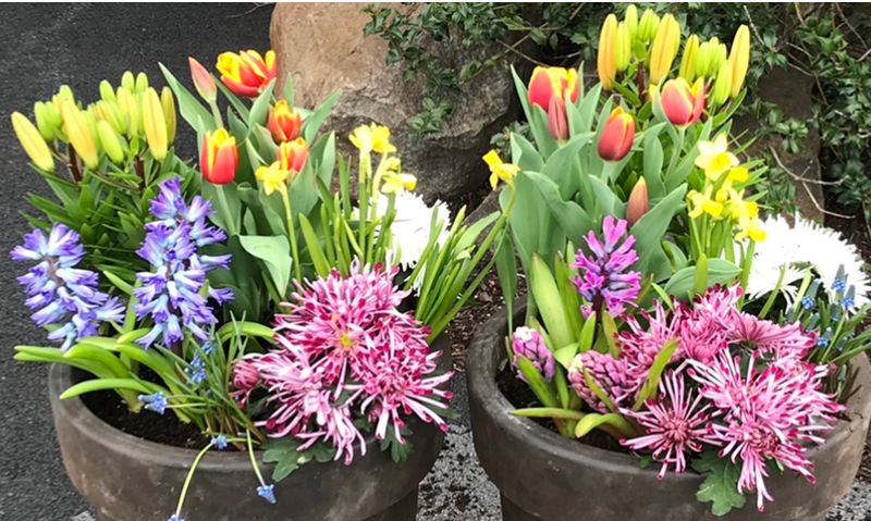 Spring Bulbs and Early Season Excitement Spring Bulbs and Early Season Excitement