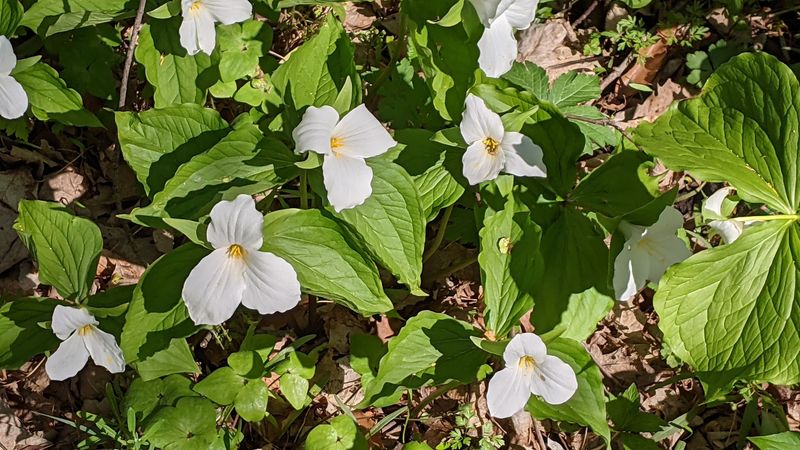 Spring Wildflowers That Turn the Forest Floor Into a Painting Spring Wildflowers That Turn the Forest Floor Into a Painting