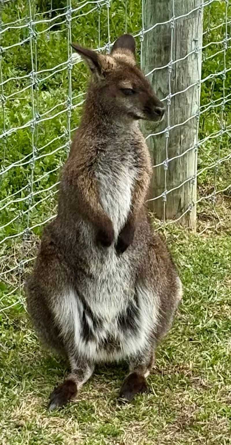 Standout Animal Residents Worth Knowing by Name
