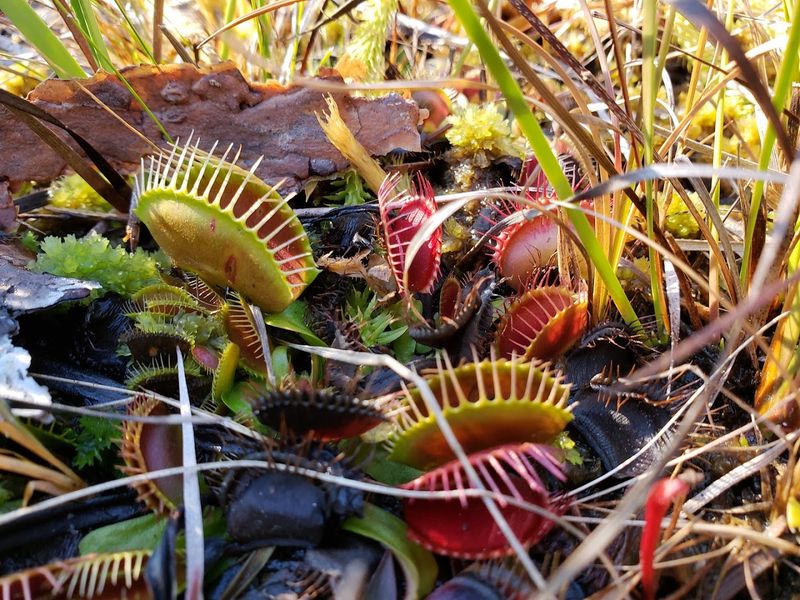 Stanley Rehder Carnivorous Plant Garden — Wilmington, North Carolina Stanley Rehder Carnivorous Plant Garden — Wilmington, North Carolina