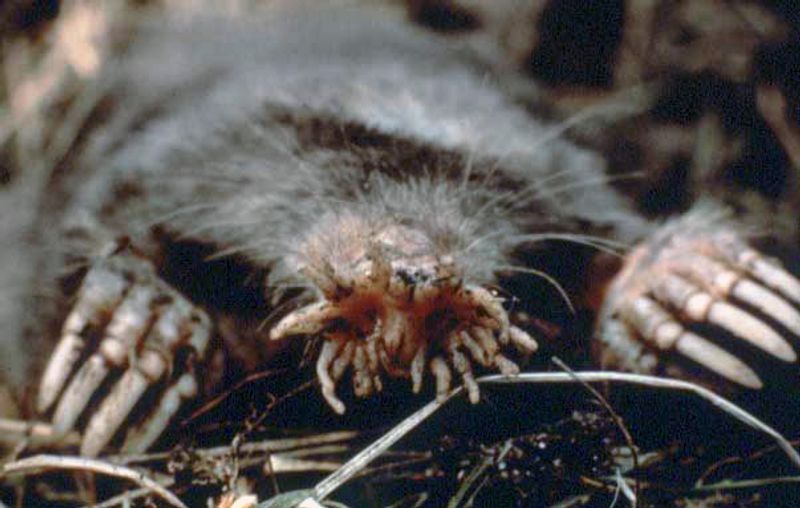 Star-Nosed Mole Star-Nosed Mole
