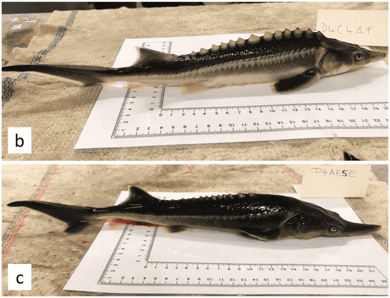 Sturddlefish