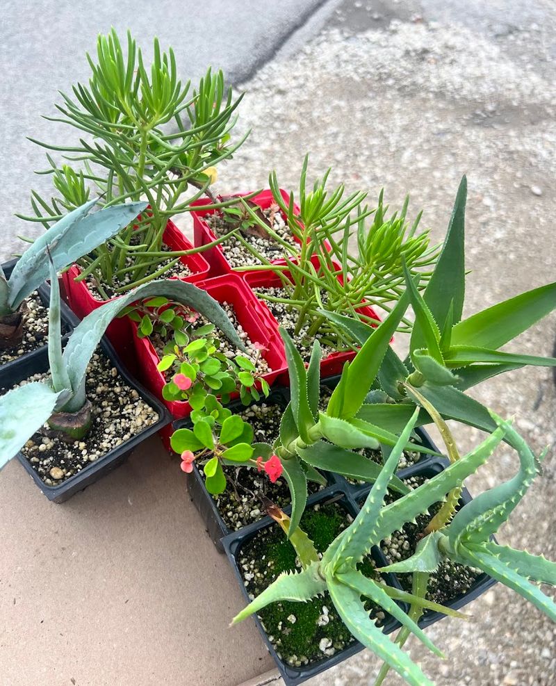 Succulents For Every Skill Level And Space Succulents For Every Skill Level And Space
