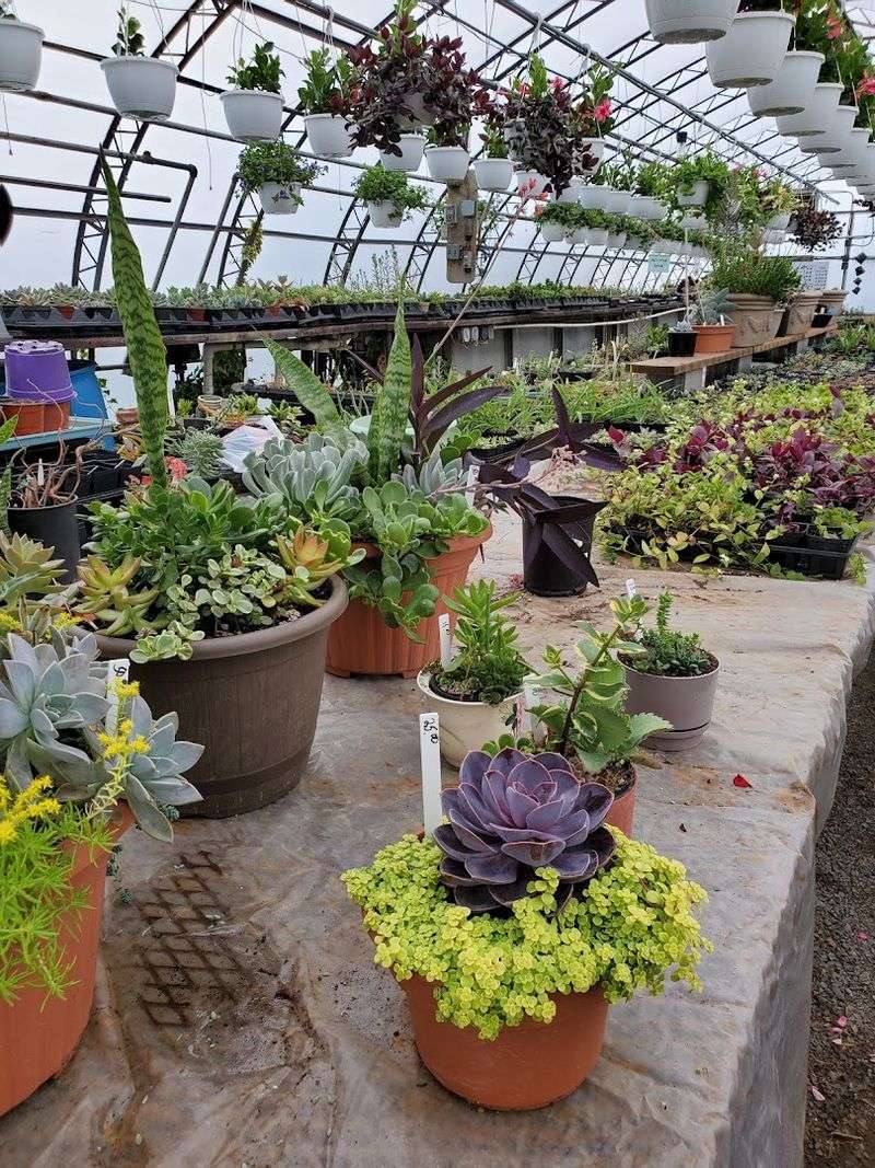 Succulents and Arrangements for Every Style Succulents and Arrangements for Every Style