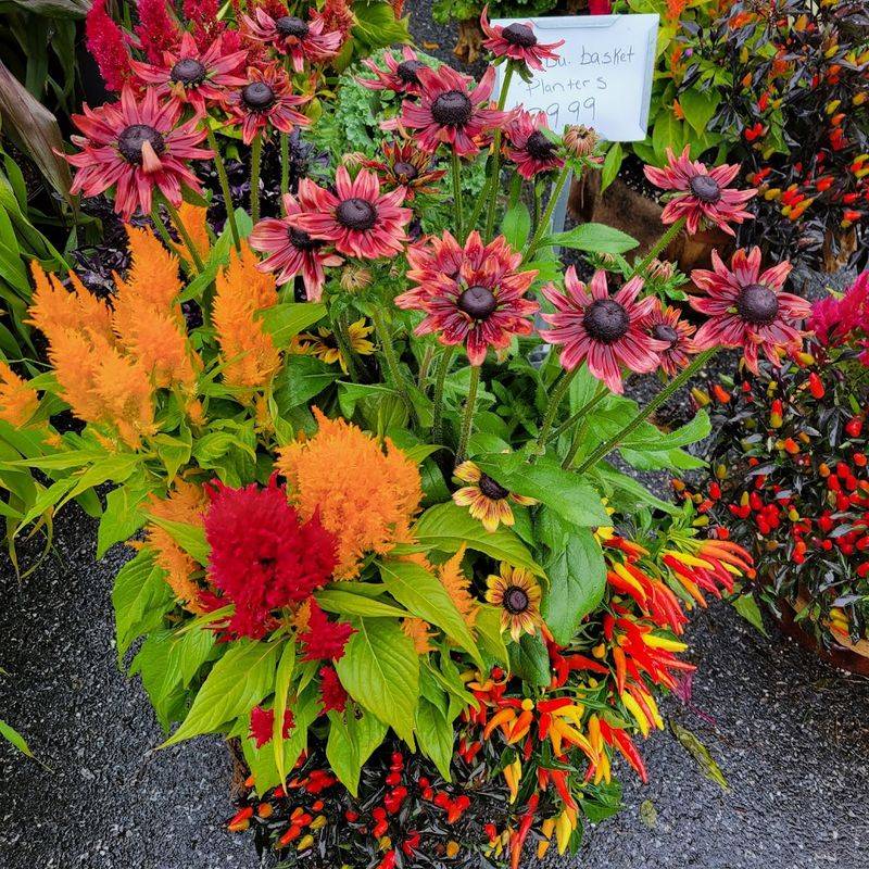 Summer Blooms That Bring the Heat Summer Blooms That Bring the Heat