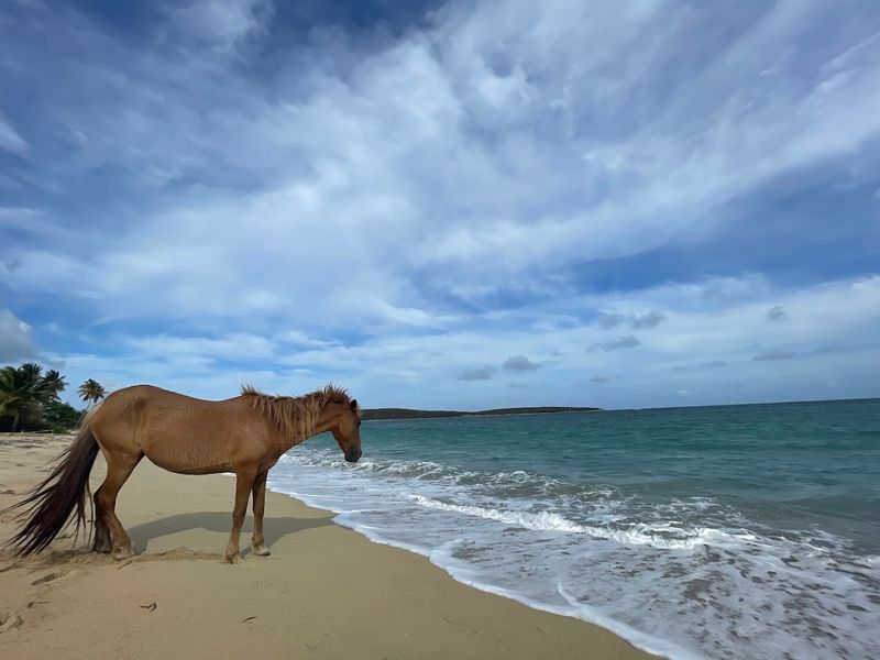 Sun Bay Beach – Vieques, Puerto Rico Sun Bay Beach – Vieques, Puerto Rico