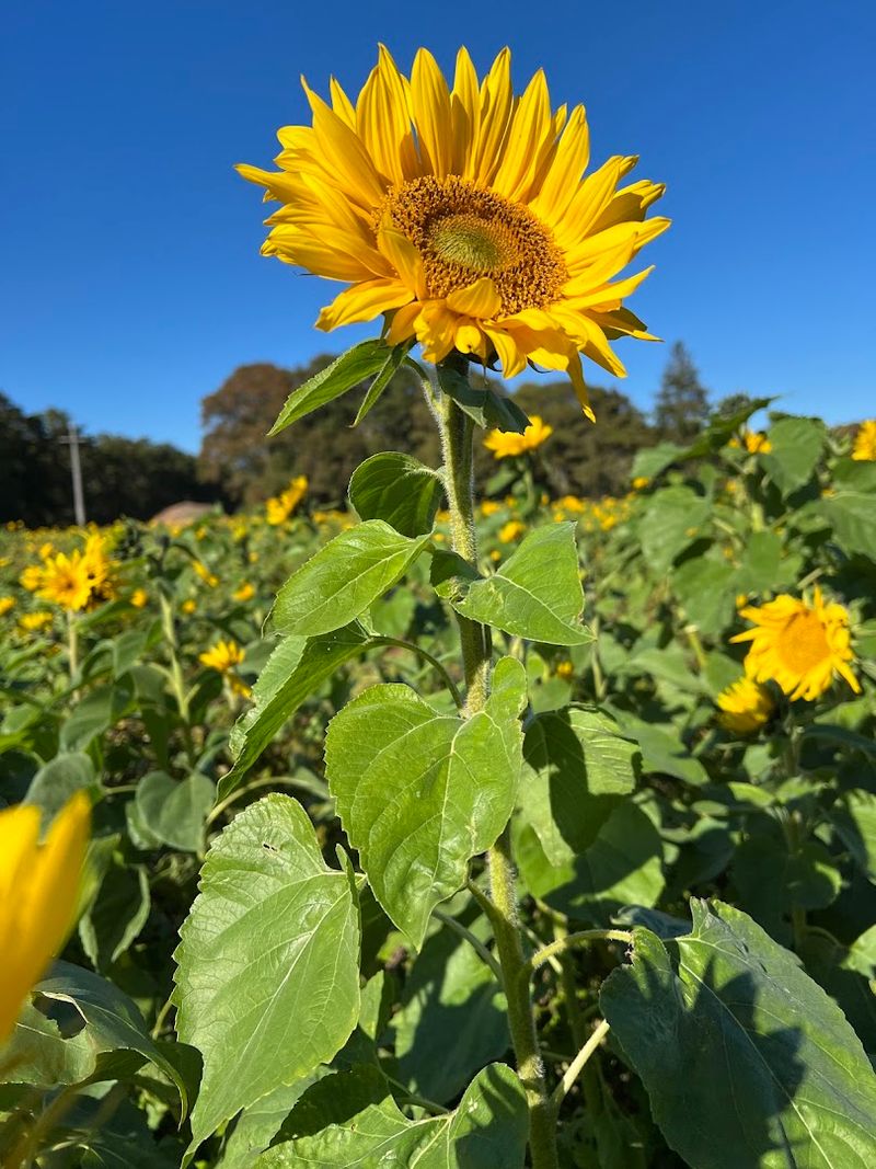 Sunflower Fields That Draw a Crowd