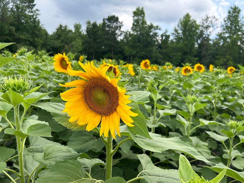 Sunflower Fields That Steal The Show Sunflower Fields That Steal The Show