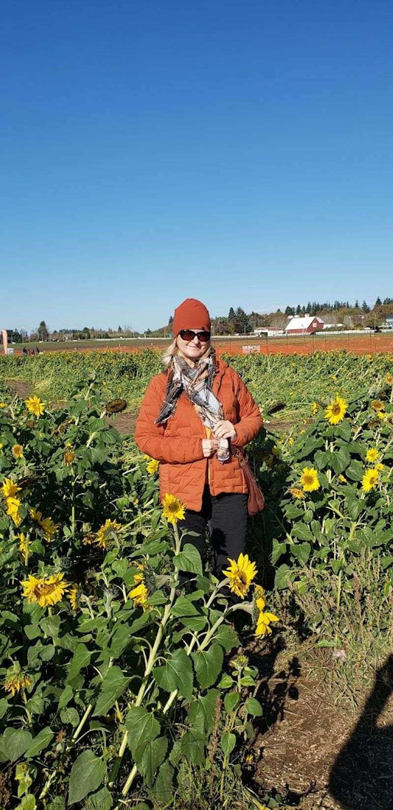 Sunflowers, Photo Spots, and Seasonal Beauty