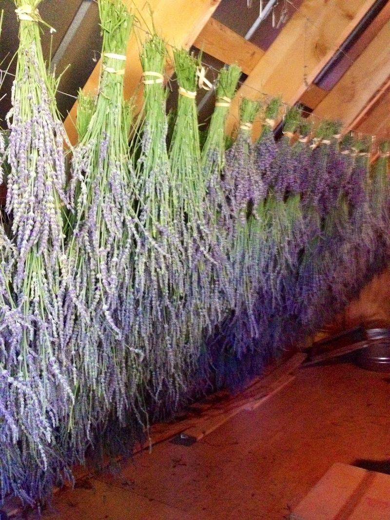Sunshine Lavender Farm, Hurdle Mills Sunshine Lavender Farm, Hurdle Mills
