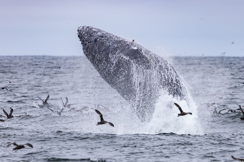 Take A Whale-Watching Trip On Monterey Bay, California