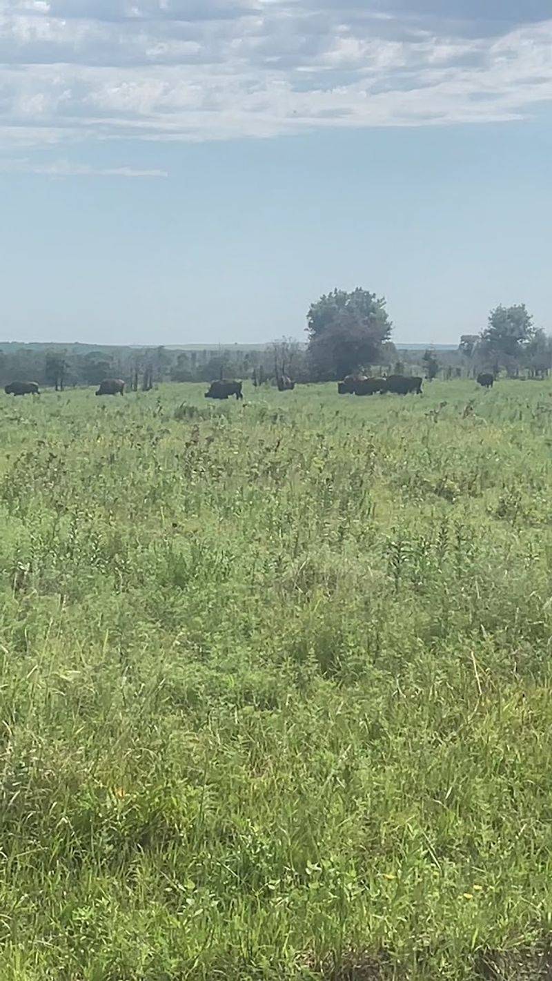 Tallgrass Prairie Preserve — Pawhuska, Oklahoma Tallgrass Prairie Preserve — Pawhuska, Oklahoma