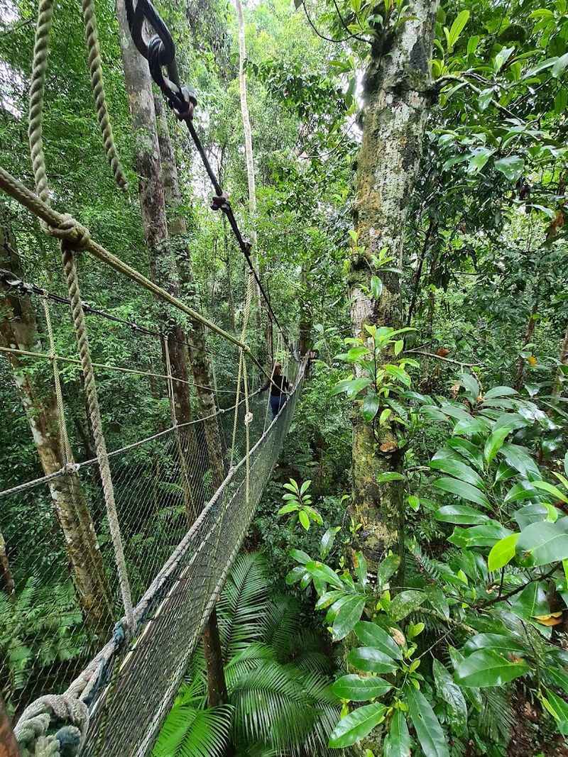 Taman Negara National Park, Pahang, Malaysia Taman Negara National Park, Pahang, Malaysia