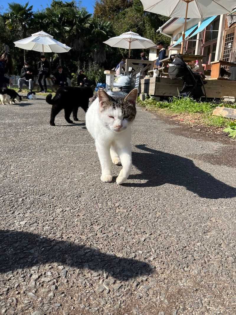 Tashirojima (Cat Island), Japan Tashirojima (Cat Island), Japan
