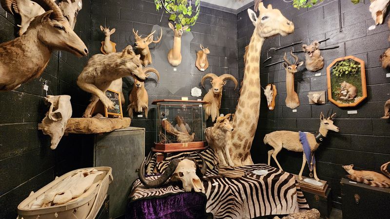 Taxidermy That Steals the Spotlight Taxidermy That Steals the Spotlight
