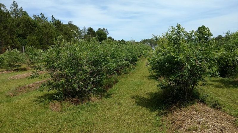 Taylor's Blueberry Farm - Leland, North Carolina Taylor's Blueberry Farm - Leland, North Carolina
