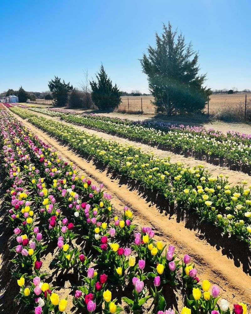 Texas Tulips, Pilot Point, Texas Texas Tulips, Pilot Point, Texas