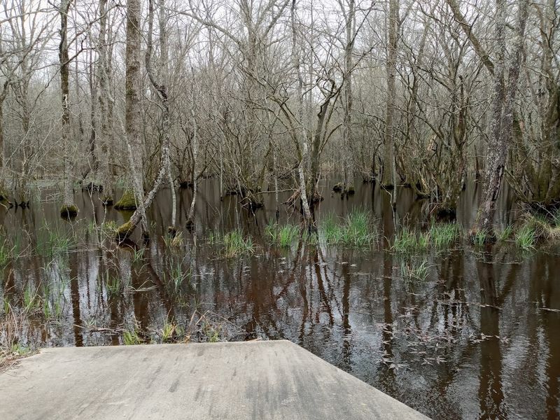 The 1,000-Acre Cypress Swamp