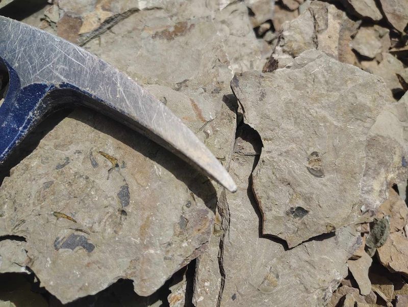 The 500-Million-Year-Old Creatures You Are Looking For
