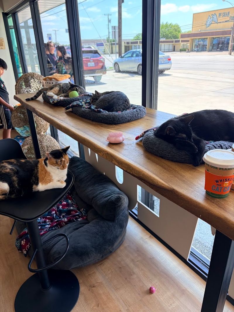 The Adoption Mission Behind Every Visit