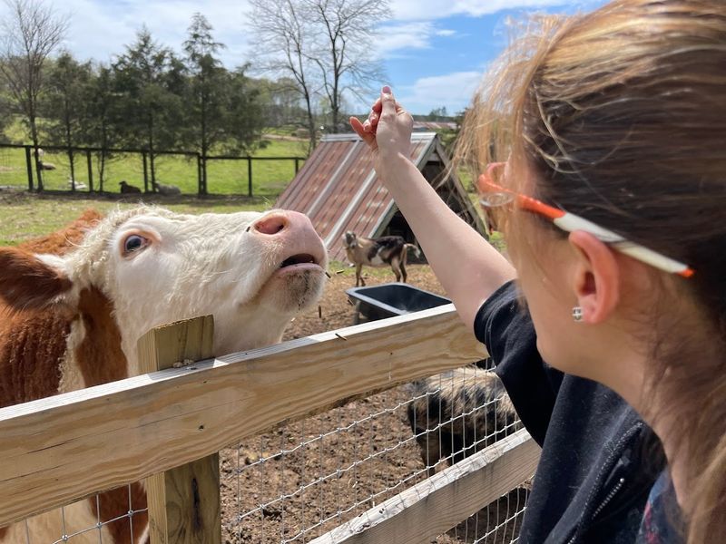 The Airbnb Stays: Spending the Night on the Farm