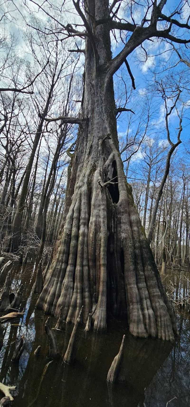 The Ancient Bald Cypress Trees The Ancient Bald Cypress Trees