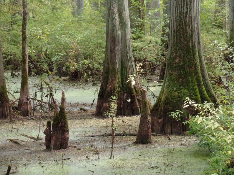 The Ancient Cypress Trees That Started It All The Ancient Cypress Trees That Started It All