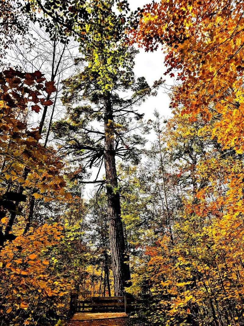 The Ancient Pines That Refused to Fall The Ancient Pines That Refused to Fall