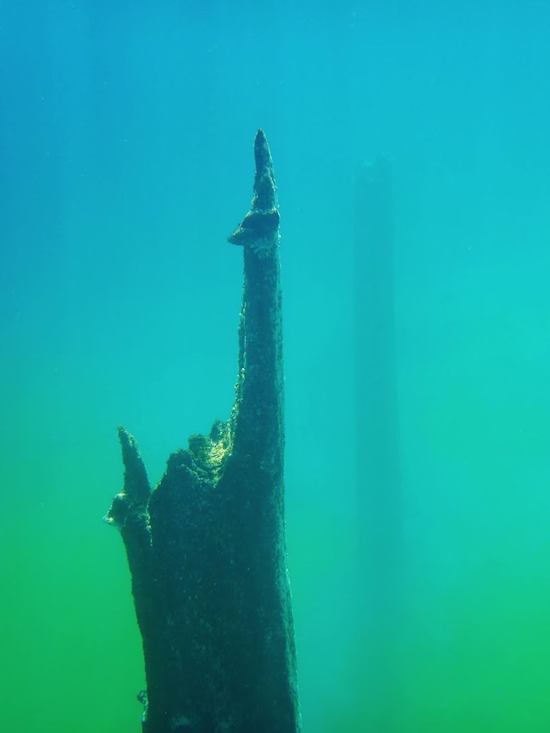 The Ancient Submerged Forest: Nature's Time Capsule The Ancient Submerged Forest: Nature's Time Capsule