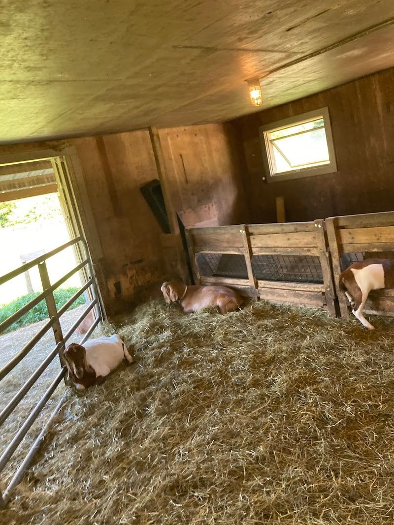 The Animal Barns Are The First Stop For Almost Every Family The Animal Barns Are The First Stop For Almost Every Family