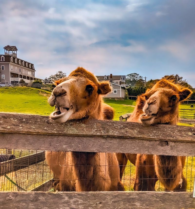 The Animal Lineup That Stops People in Their Tracks