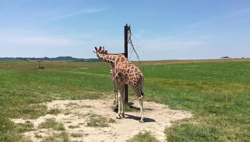 The Animals That Call The Wilds Home The Animals That Call The Wilds Home
